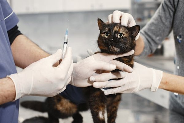 L'importance des vaccins pour les chats en clinique