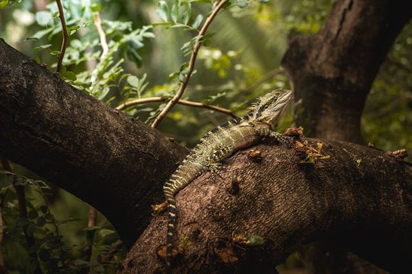 Quels sont les besoins spécifiques en eau pour un dragon d'eau australien?