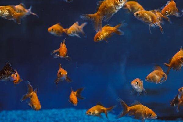 Comment les poissons rouges adaptent-ils leur comportement social en fonction de l'environnement?