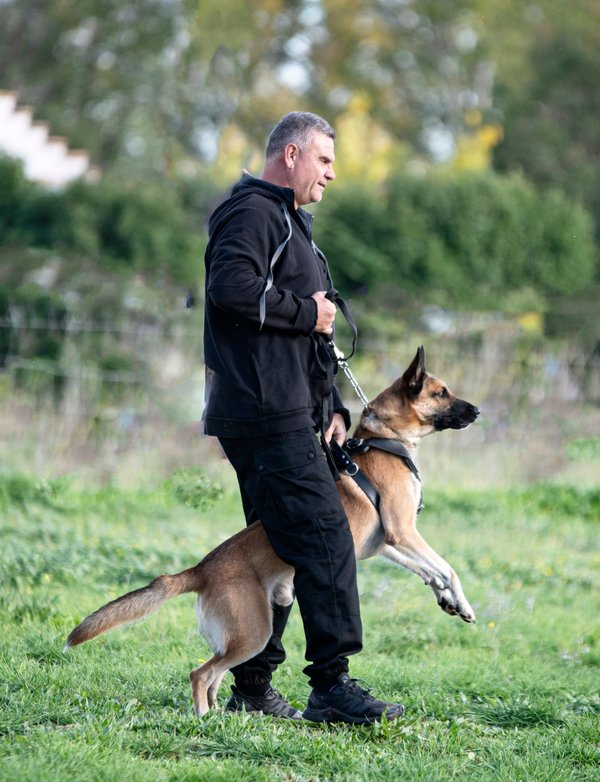 Harnais julius k9 : un choix judicieux pour votre chien ?